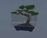 Bonsai
