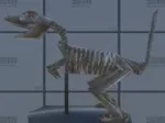 Dinosaur
